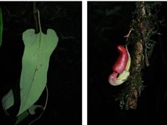 Phát hiện hai loài thực vật mới tại vùng núi Pu Tả Lèng, tỉnh Lai Châu